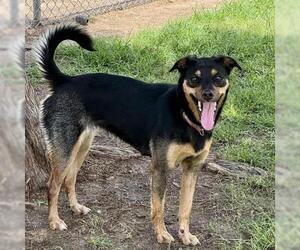 Labrador Retriever-Unknown Mix Dogs for adoption in Conroe, TX, USA