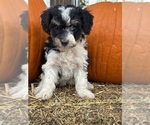 Image preview for Ad Listing. Nickname: Pepper