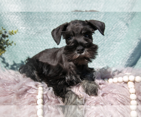 Medium Photo #2 Schnauzer (Miniature) Puppy For Sale in BALTIC, OH, USA
