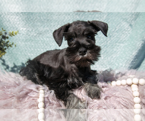 Medium Schnauzer (Miniature)