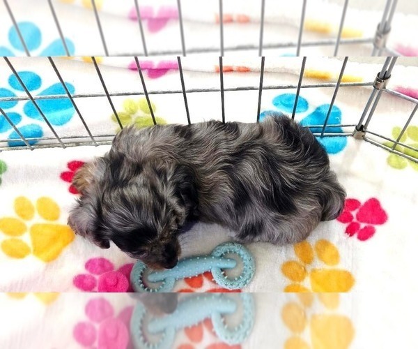 Medium Photo #10 Cavapoo (Miniature)-Poodle (Toy) Mix Puppy For Sale in ORO VALLEY, AZ, USA