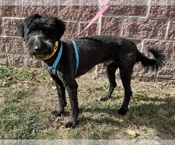Medium Photo #2 Labradoodle Puppy For Sale in Lee's Summit, MO, USA