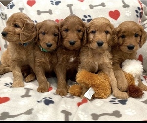 Goldendoodle Puppy for sale in N HIGHLANDS, CA, USA