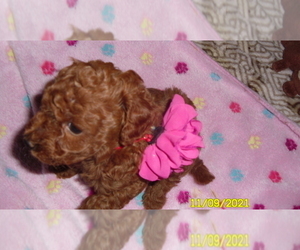 Poodle (Miniature) Puppy for sale in DULUTH, GA, USA