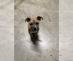 Labrador Retriever-Unknown Mix Dogs for adoption in The Woodlands, TX, USA