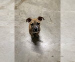 Small Labrador Retriever Mix