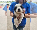Small Photo #7 Saint Bernard Puppy For Sale in BETHEL, MO, USA