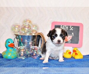 Chihuahua Puppy for Sale in CHARLESTON, Arkansas USA