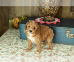 Small Photo #22 Miniature Labradoodle Puppy For Sale in NAPPANEE, IN, USA