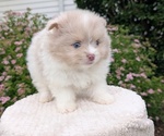 Small Photo #18 Pomeranian Puppy For Sale in GOSHEN, IN, USA