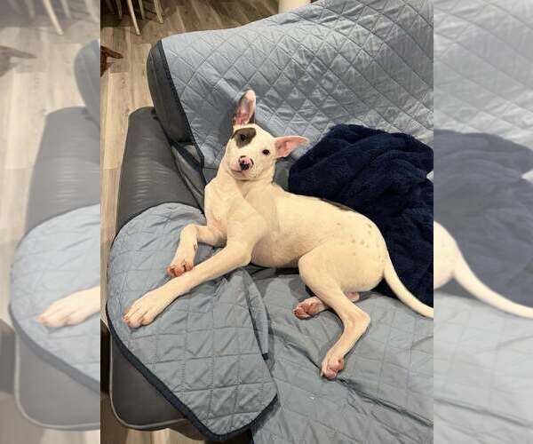 Medium Photo #7 Mutt Puppy For Sale in Abbeville, LA, USA