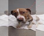 Small American Pit Bull Terrier Mix