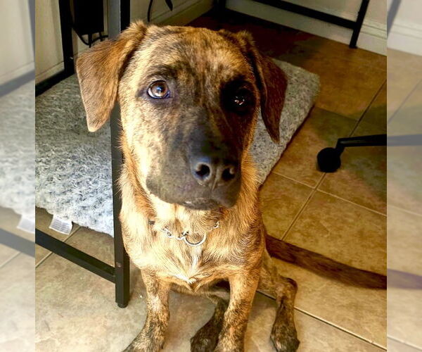 Medium Photo #4 Plott Hound-Unknown Mix Puppy For Sale in San Juan Capistrano, CA, USA