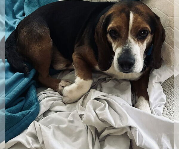Medium Photo #4 Beagle Puppy For Sale in Springdale, PA, USA