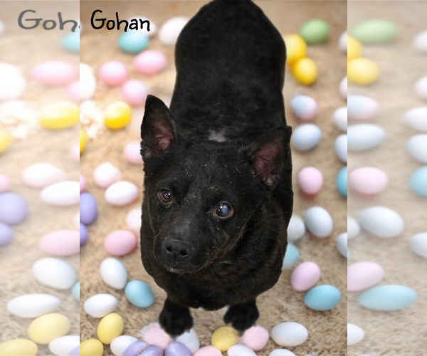 Medium Photo #3 Chihuahua-Unknown Mix Puppy For Sale in Phelan, CA, USA