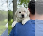 Small Photo #11 Labrador Retriever Puppy For Sale in MOUNT AIRY, MD, USA