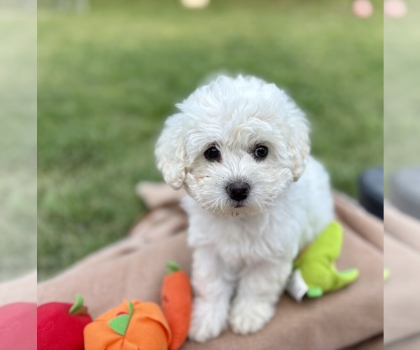 Medium Photo #5 Poodle (Miniature) Puppy For Sale in CARROLLTON, TX, USA