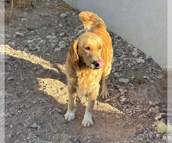 Medium Photo #1 Golden Retriever-Unknown Mix Puppy For Sale in Grafton, WI, USA