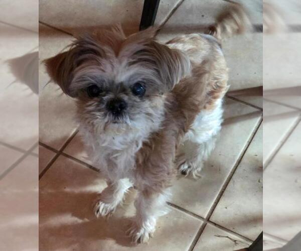 Medium Photo #2 Shih Tzu Puppy For Sale in San Antonio, TX, USA