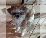 Small #1 Shih Tzu
