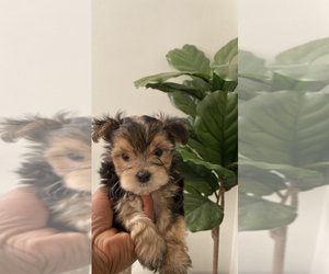 Morkie Puppy for sale in SAVANNAH, GA, USA