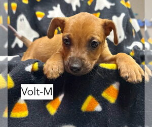 Volt - Male Mutt Dog for Adoption - Photo #2