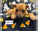 Small Photo #2 Mutt Puppy For Sale in Gilberts, IL, USA