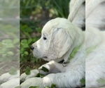 Small #7 English Cream Golden Retriever
