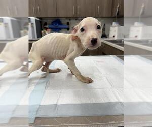 Labrador Retriever Dogs for adoption in Baytown, TX, USA