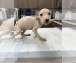 Small Labrador Retriever