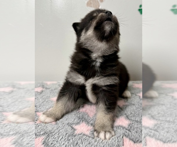 Medium Photo #31 Pomsky-Shiba Inu Mix Puppy For Sale in NASHUA, NH, USA