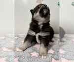 Small #3 Pomsky-Shiba Inu Mix