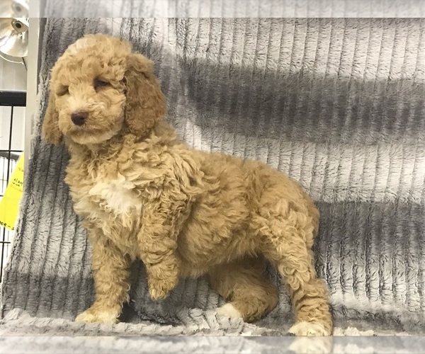 Medium Photo #15 Poodle (Standard) Puppy For Sale in CHETEK, WI, USA