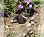 Small #5 Miniature Australian Shepherd