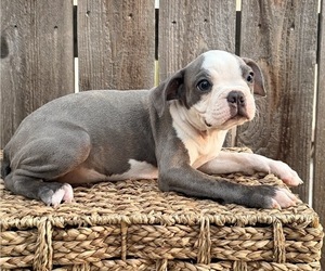 Boston Terrier Puppy for sale in MERCED, CA, USA