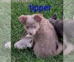 Small #6 Chihuahua