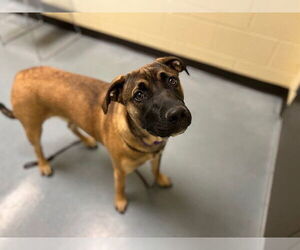 Mutt Dogs for adoption in Denver, CO, USA