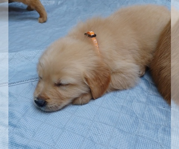 Medium Photo #9 Golden Retriever Puppy For Sale in EARLY BRANCH, SC, USA