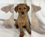 Small #1 Golden Retriever