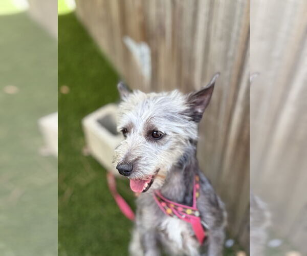 Medium Photo #3 Cairn Terrier-Unknown Mix Puppy For Sale in Mission Viejo, CA, USA