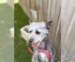 Small #2 Cairn Terrier Mix