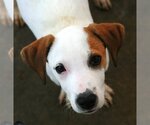Small Photo #10 Boxador Puppy For Sale in Attalka, AL, USA
