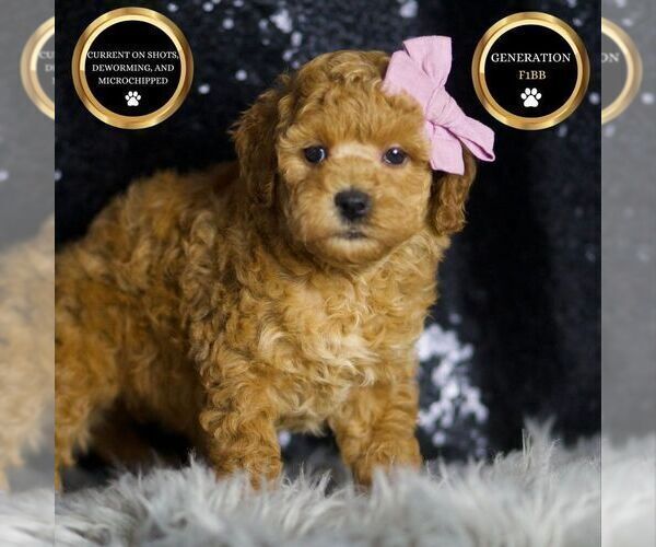 Medium Photo #99 Goldendoodle (Miniature) Puppy For Sale in WARSAW, IN, USA