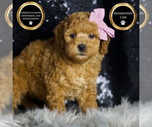 Medium Goldendoodle (Miniature)