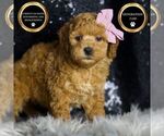 Puppy Cinderella F1BB Goldendoodle (Miniature)