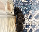 Puppy Chelley Staffordshire Bull Terrier