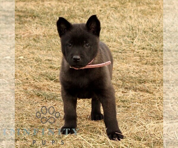 Medium Photo #3 Belgian Malinois Puppy For Sale in STRASBURG, PA, USA