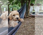 Small Photo #18 Bordoodle Puppy For Sale in COPPERAS COVE, TX, USA