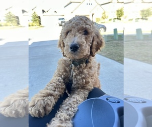 Poodle (Standard) Puppy for sale in AUSTIN, TX, USA