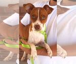 Small #1 Jack Russell Terrier Mix